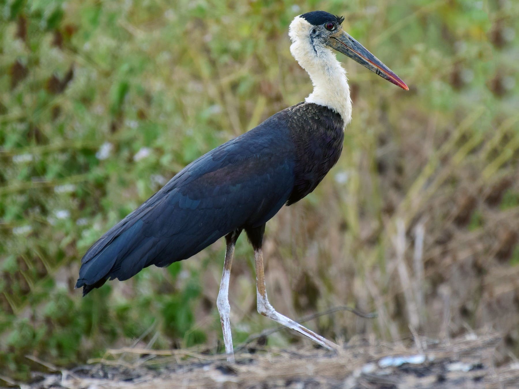 Asian Woolly-necked Stork